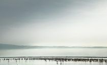 تالاب میانکاله تالاب میانکاله