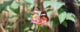 پارک پروانه کمنو پارک پروانه کمنو