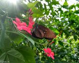 پارک پروانه کمنو پارک پروانه کمنو