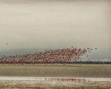 تالاب میانکاله تالاب میانکاله