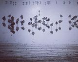 تالاب میانکاله تالاب میانکاله