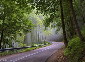 جنگل دالخانی رامسر جنگل دالخانی رامسر
