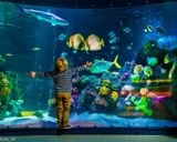 آکواریوم سی لایف استانبول آکواریوم سی لایف استانبول