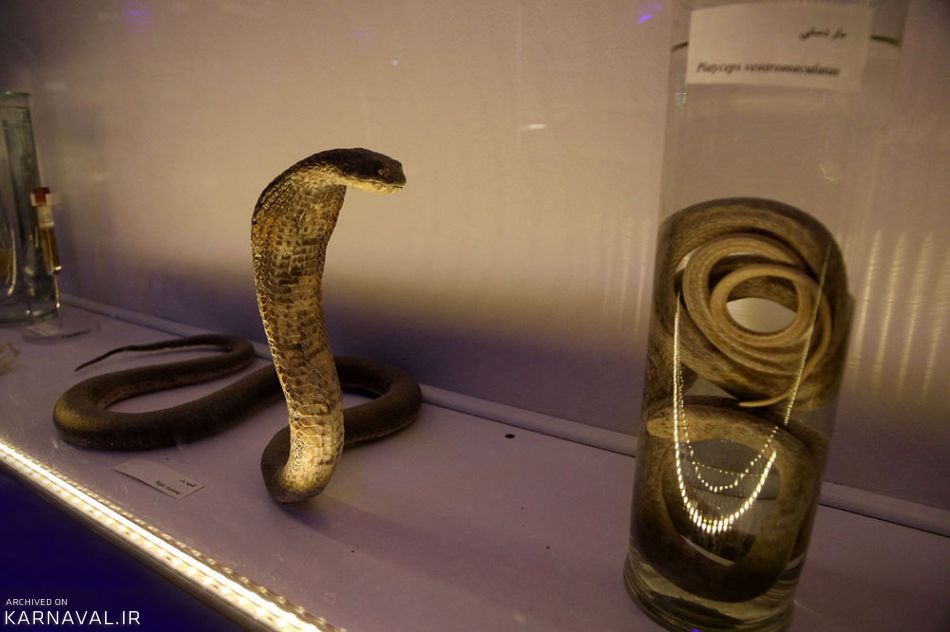 جانورشناسی | Photo by : Unknown