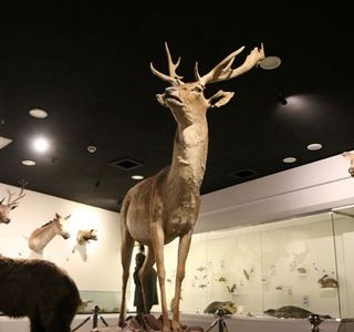 پارک علمی پروفسور بازیما مشهد جانورشناسی | Photo by : Unknown