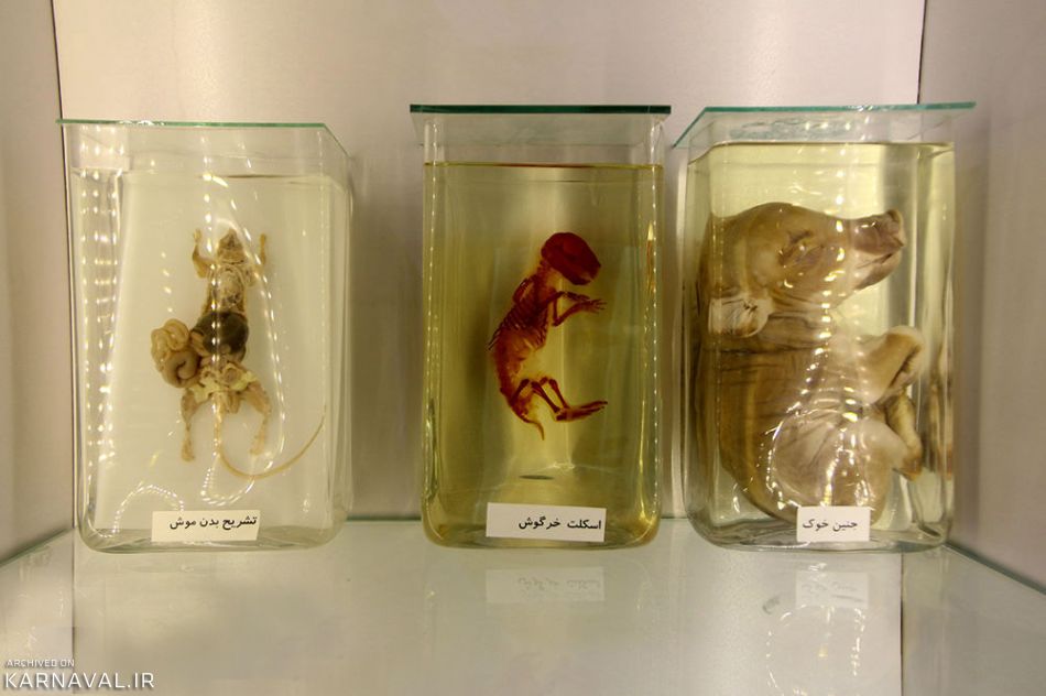 جانورشناسی | Photo by : Unknown