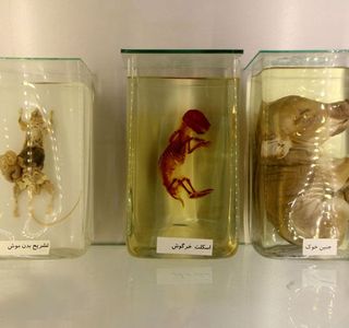 پارک علمی پروفسور بازیما مشهد جانورشناسی | Photo by : Unknown