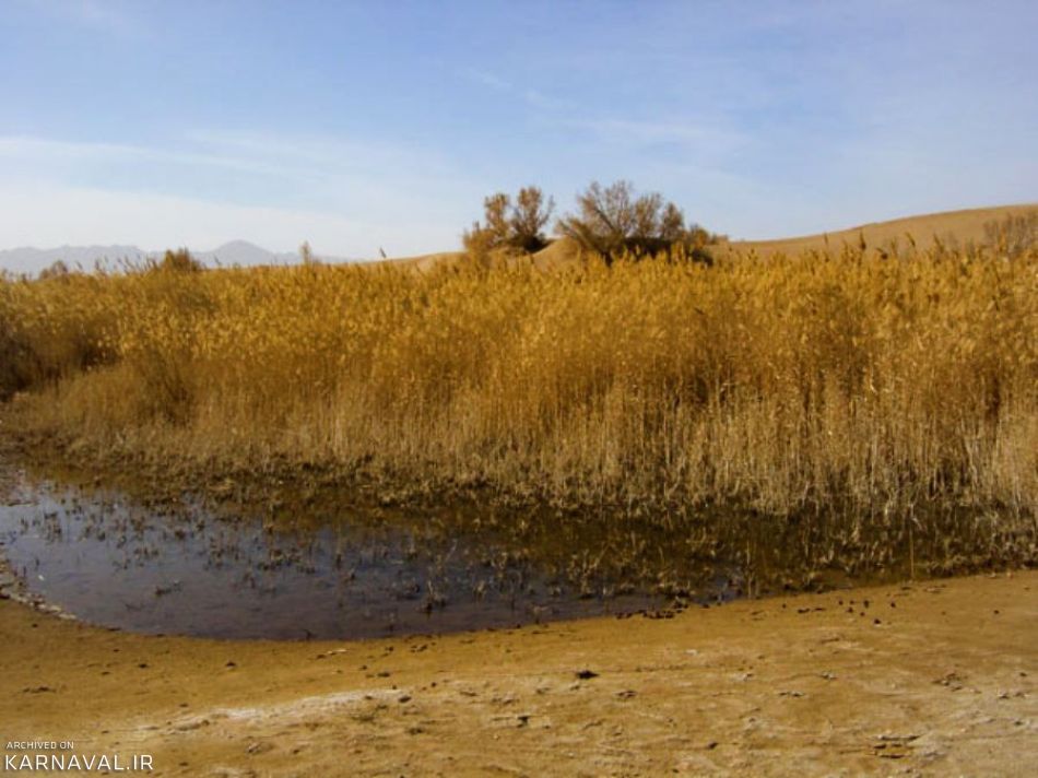 نیزار مصر | Photo by : Unknown