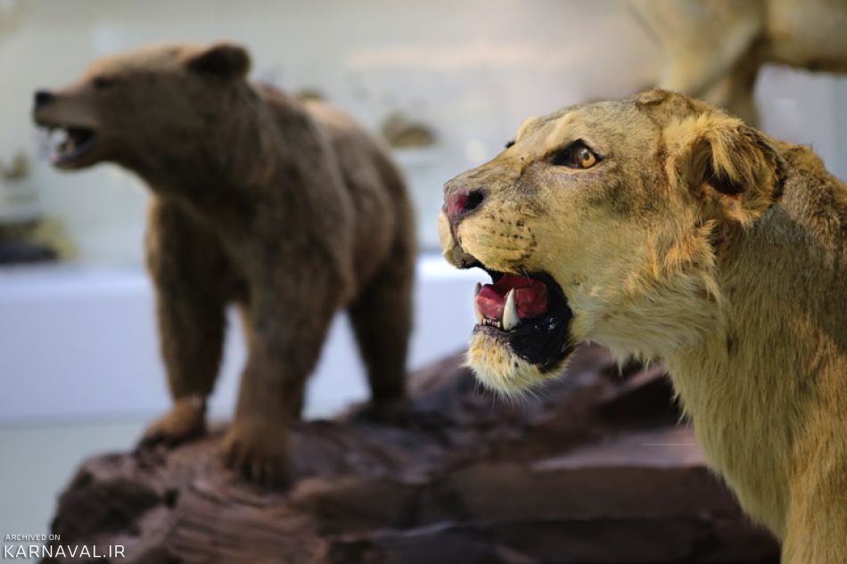 جانورشناسی | Photo by : Unknown