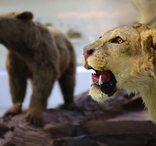 پارک علمی پروفسور بازیما مشهد جانورشناسی | Photo by : Unknown