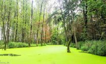 دریاچه پارک جنگلی سراوان دریاچه پارک جنگلی سراوان