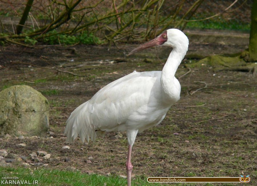 Стерх роха. Стерх. Стерх ферма спасение птиц. Siberian White Crane. Пушкинские горы Стерх 2 7 каб.
