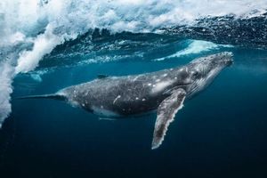 شیطنت نهنگ کوچک شیطنت نهنگ کوچک