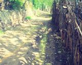 امامه امامه