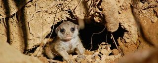 Bosphorus Zoo Bosphorus Zoo