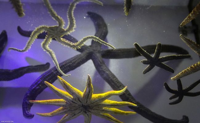 موزه صدف اصفهان موزه صدف اصفهان