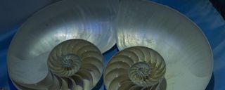 موزه صدف اصفهان موزه صدف اصفهان