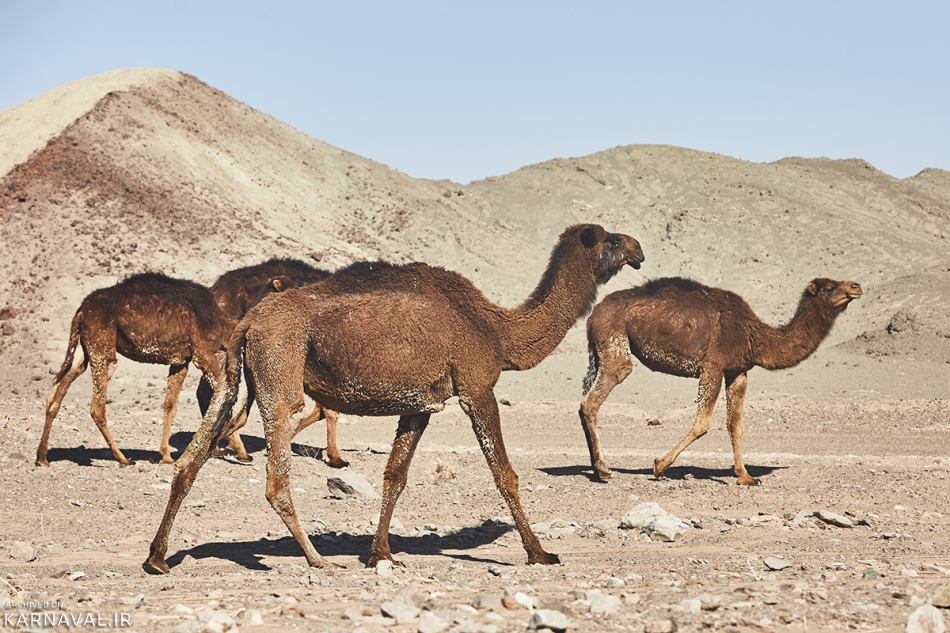 کویر ریگ جن | Photo by : Thomas Flensted