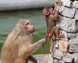 farukyalcinzoo farukyalcinzoo