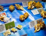 موزه صدف اصفهان موزه صدف اصفهان