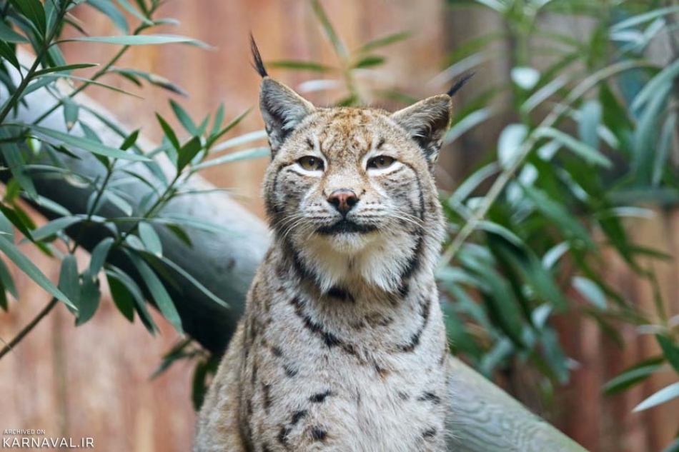 باغ وحش فرخ یالچین