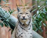 باغ وحش فرخ یالچین باغ وحش فرخ یالچین