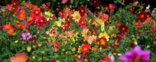 باغ گیاهشناسی باتومی باغ گیاهشناسی باتومی