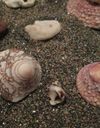 ساحل نقره ای هنگام ساحل نقره ای هنگام