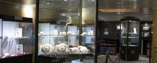 موزه صدف اصفهان موزه صدف اصفهان