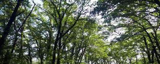 پارک ملی گلستان پارک ملی گلستان