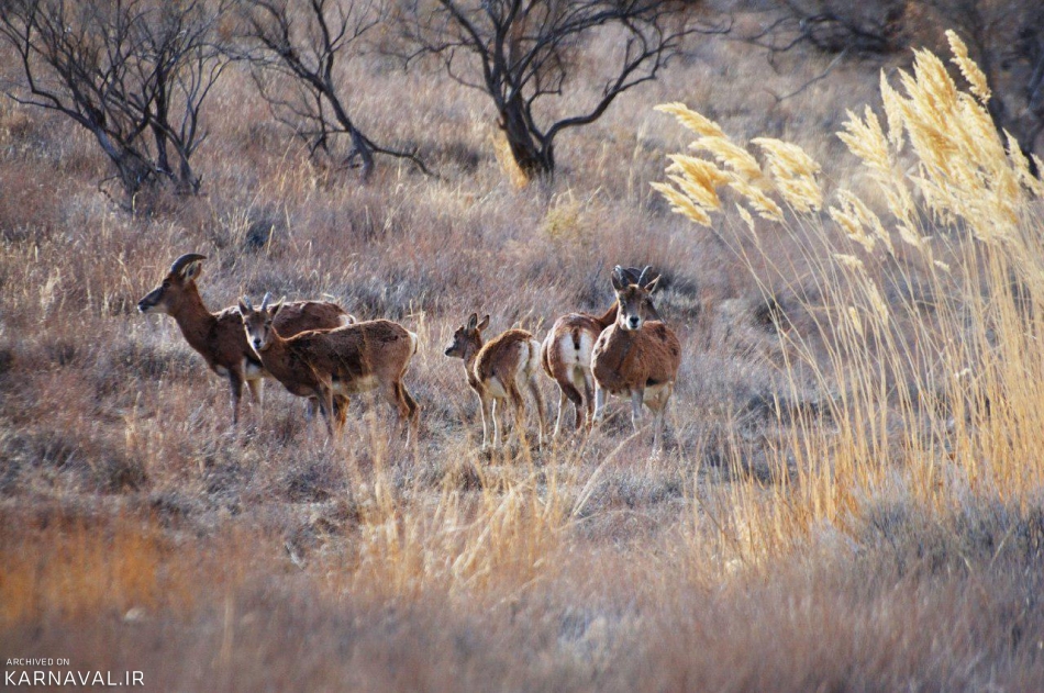 پارک ملی گلستان
