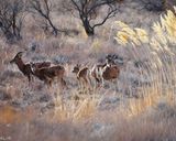 پارک ملی گلستان پارک ملی گلستان
