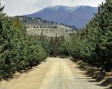 پارک جنگلی یاس تهران پارک جنگلی یاس تهران