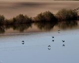 پساب یزد پساب یزد