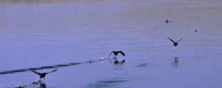 پساب یزد پساب یزد