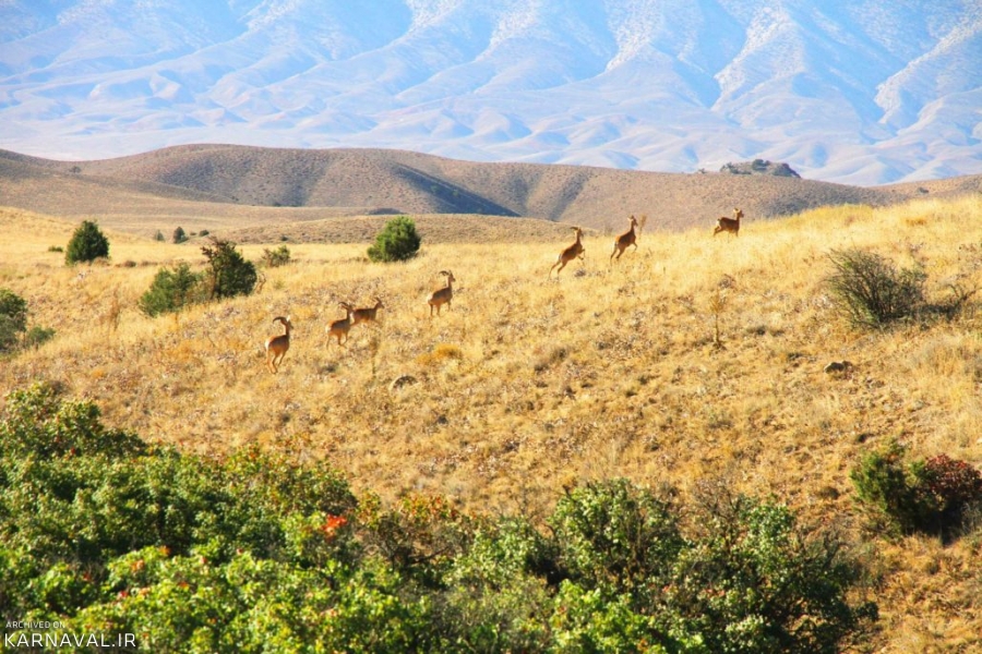 پارک ملی گلستان