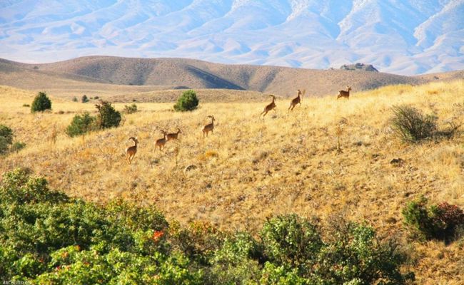 پارک ملی گلستان پارک ملی گلستان