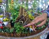 باغ پروانه دبی باغ پروانه دبی