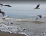 ساحل رادیو دریا چالوس ساحل رادیو دریا چالوس