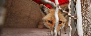 پارک باغلار باغی تبریز پارک باغلار باغی تبریز