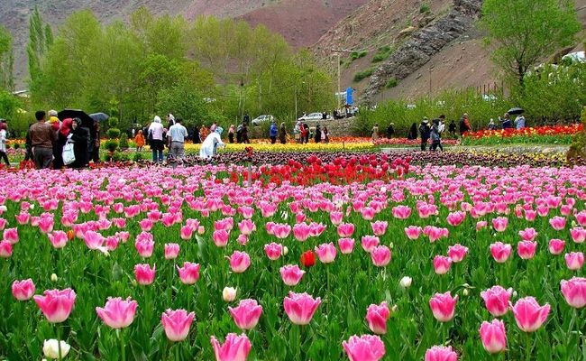 باغ لاله های گچسر باغ لاله های گچسر