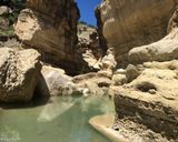 تنگ رازیانه تنگ رازیانه