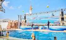 دلفیناریوم پارک آبی لند آو لجندز آنتالیا دلفیناریوم پارک آبی لند آو لجندز آنتالیا