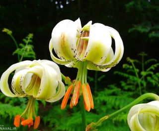 سوسن چلچراغ رودبار سوسن چلچراغ رودبار