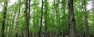 مسیر مرداب هسل مسیر مرداب هسل