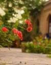 باغ موزه نگارستان باغ موزه نگارستان