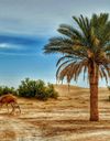 کویر کاراکال کویر کاراکال