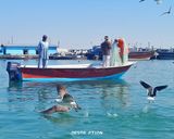 اسکله ماهیگیری چابهار اسکله ماهیگیری چابهار