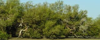 جنگل های حرا جنگل های حرا