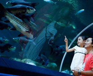 آکواریوم دنیای زیر آب پاتایا آکواریوم دنیای زیر آب پاتایا